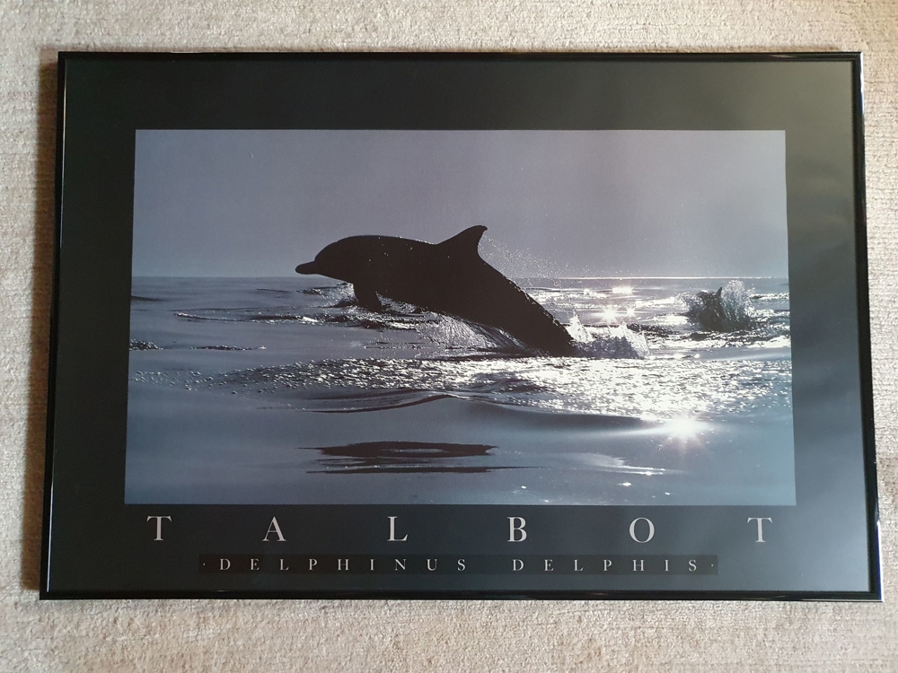 Poster mit Rahmen - Springender Delphin