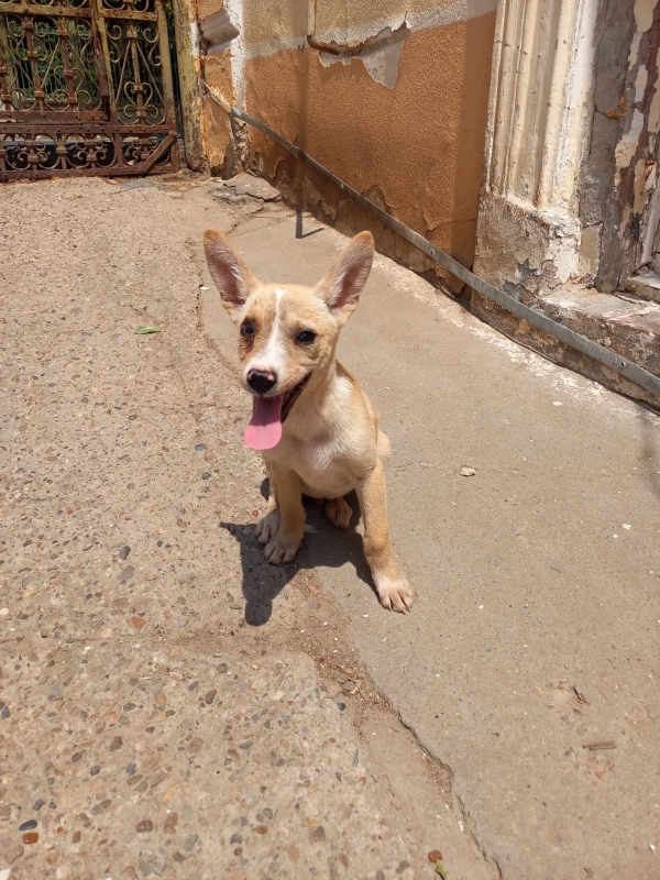 Flint sucht seit 3 Jahren ein Zuhause