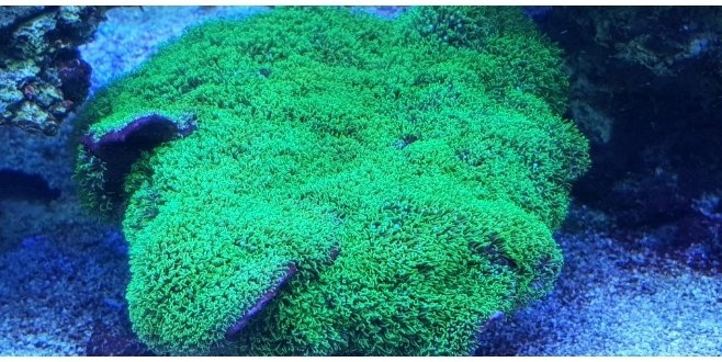 Meerwasser korallen Affenhaar BRIAREUM grün