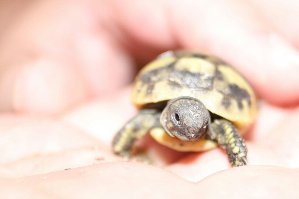 Verkaufe griechische Landschildkröte NZ 2025
