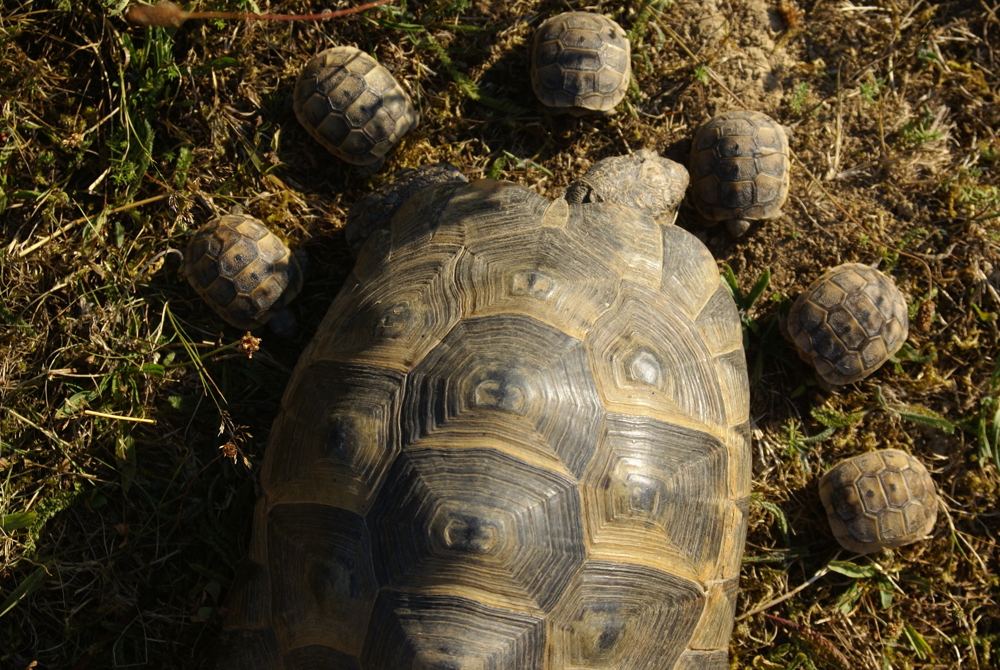 Maurische Landschildkröten, T. graeca aus 2023 m. Cites