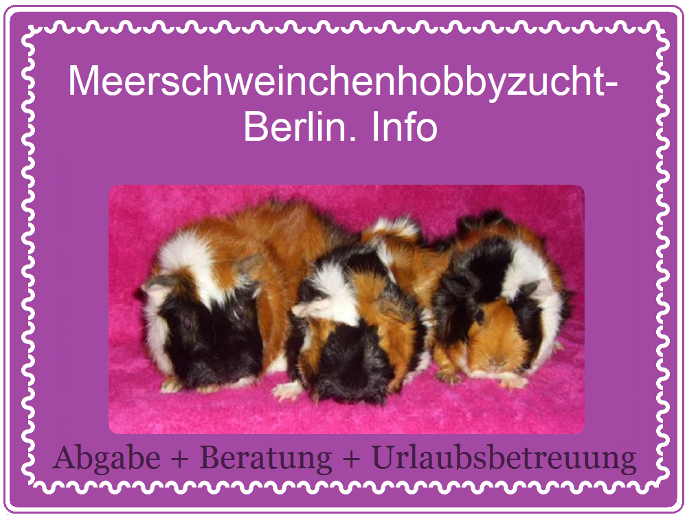BUNTE Meerschweinchen   >>>>   Meerschweinchenhobbyzucht-Berlin