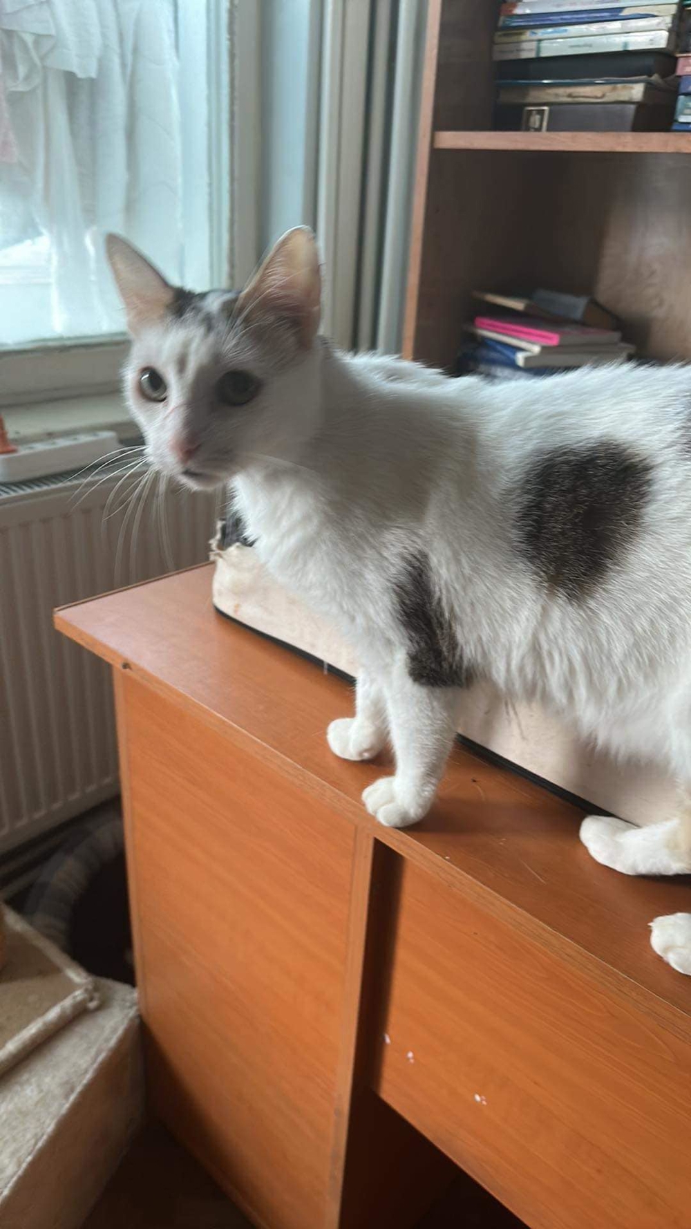 Malipas auf der Suche nach einem neuen Körbchen