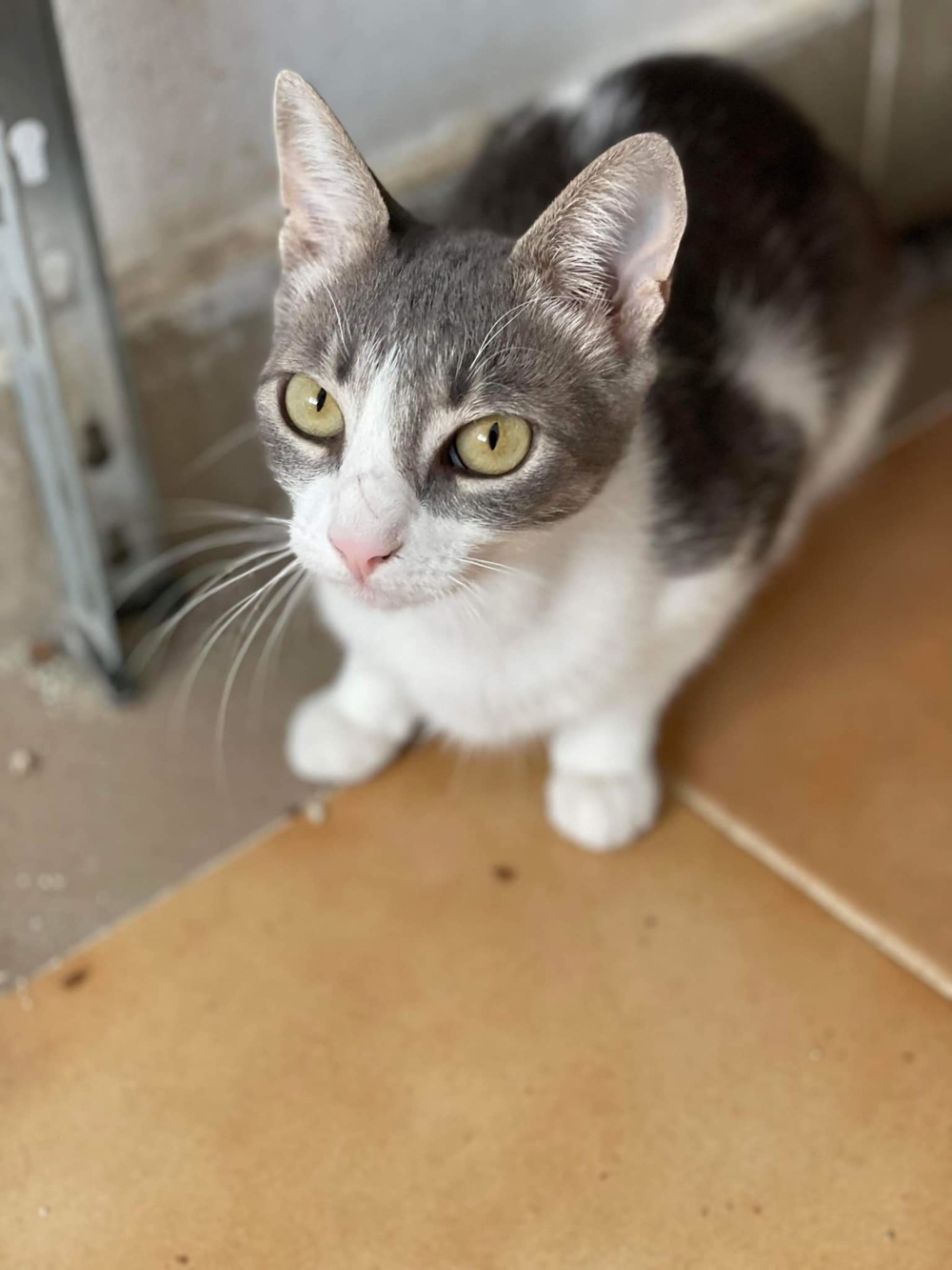 Meyna sucht ihr neues Körbchen