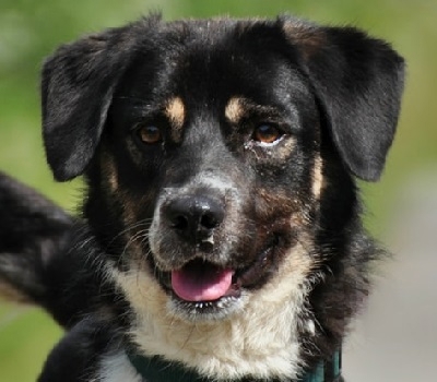STEEVE S169 - ein ausgeglichener, fröhlicher Hund, der auch Freude an Aktivitäten zeigt