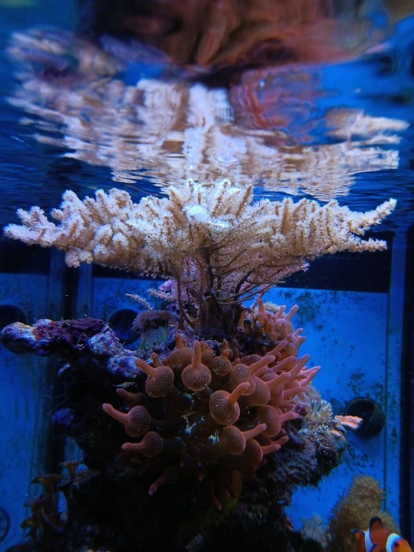Gorgonie Meerwasser Koralle