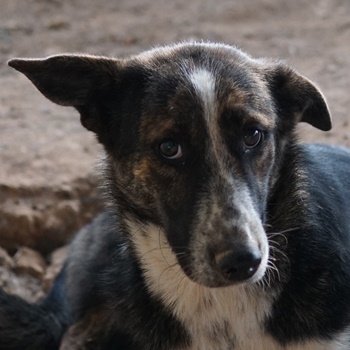 Usta, geb. ca. 06 2022, in GRIECHENLAND, auf Gelände, auf dem Hunde notdürftig versorgt werden