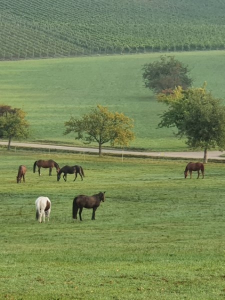 Boxen frei in 75447 Rundum-Vollversorgung inclusive