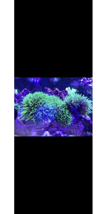 Korallen Affengras Briareum hellgrün Weichkoralle 