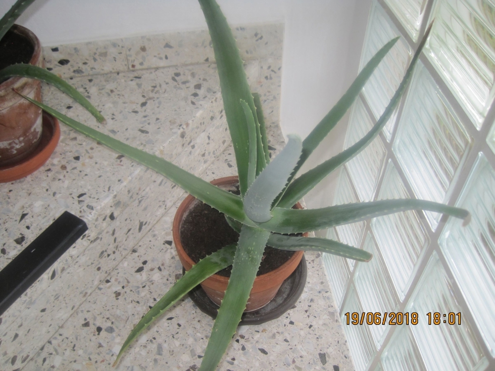 Aloe Vera Pflanzen, verschiedene Größen