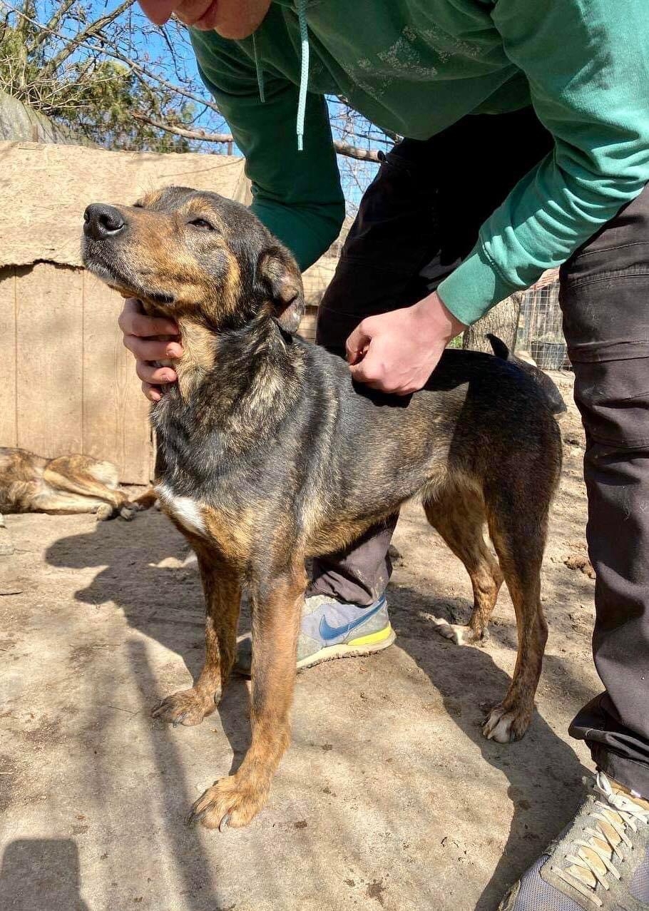 Schüchterne Liri - freundlich & verschmust