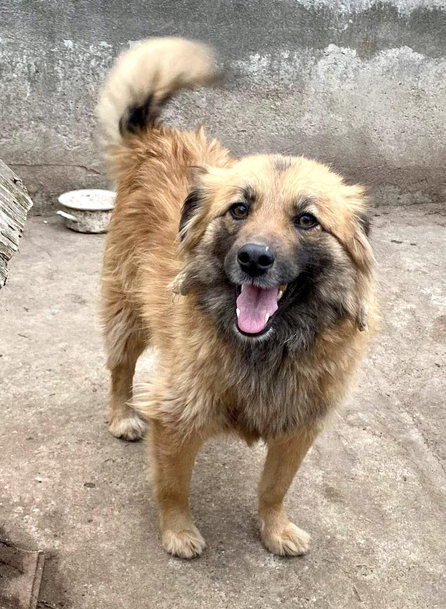 Freundliche Linda ist verspielt und verträglich