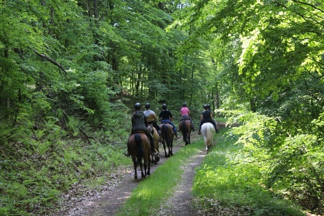 Platz für Wallach im Offenstall   Box mit Reithalle, Baumholder