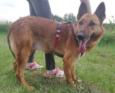 MACI - liebevoller Anfänger- und Familienhund (mit Video)