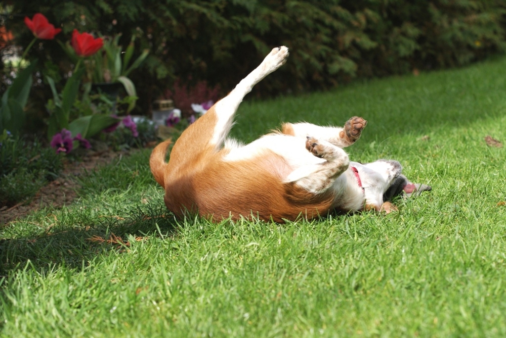 Familiäre kleine Hundepension hat noch Urlaubsplätze frei