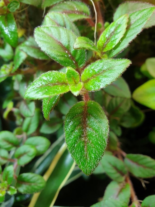 Paradrynomaia spec. Surinam, Regenwald Terrarium Pflanze Ableger