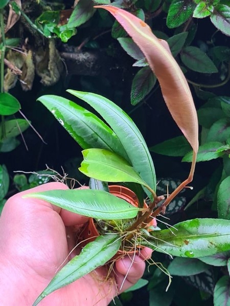Labisia spec West Kalimantan, Rarität für Regenwald Terrarium, Pflanzen Ableger