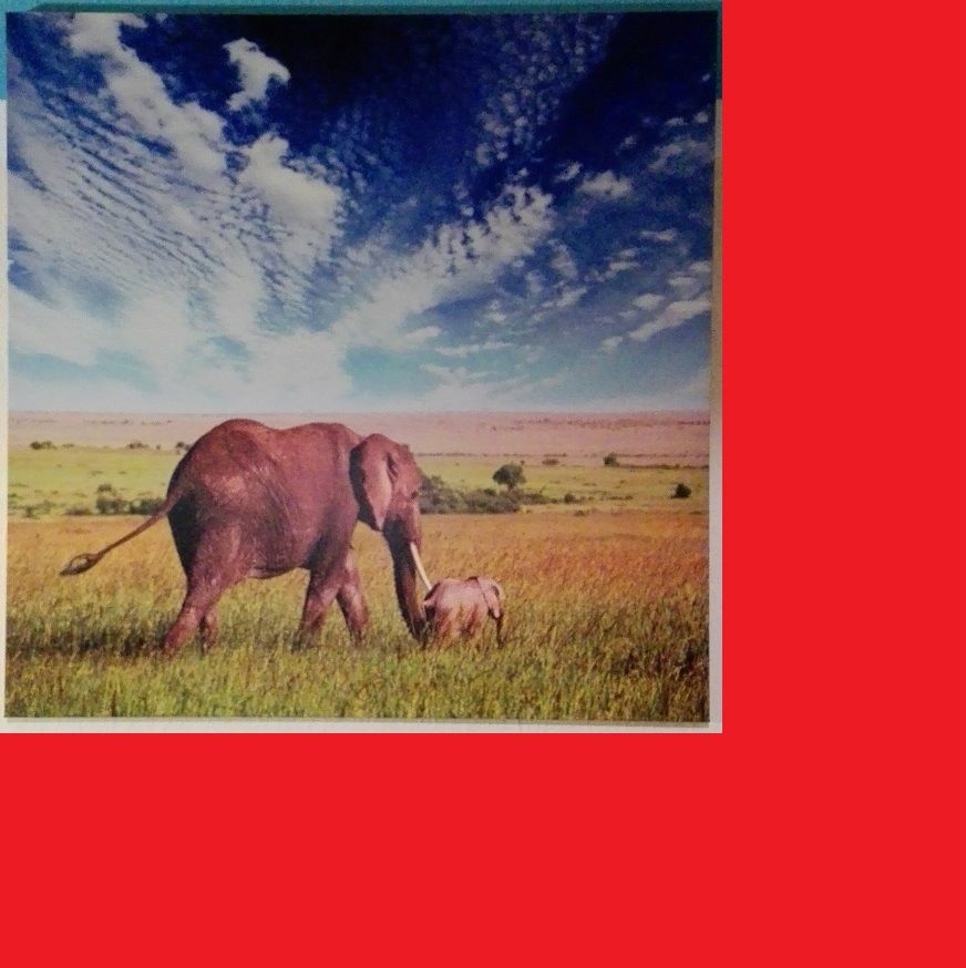 Bild Leinwand afrikanisch Elefant Baby 90cm wie NEU