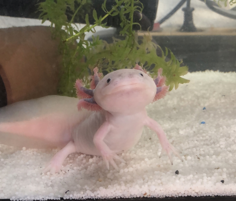 Axolotl Jungtiere abzugeben