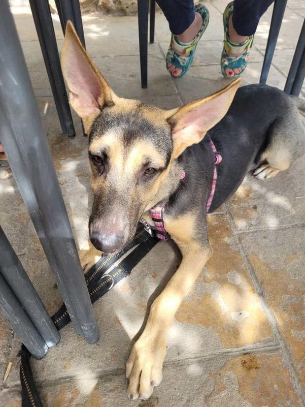 RAVI - fröhlicher, aufgeschlossener Hundejunge wünscht sich ein liebevolles Zuhause