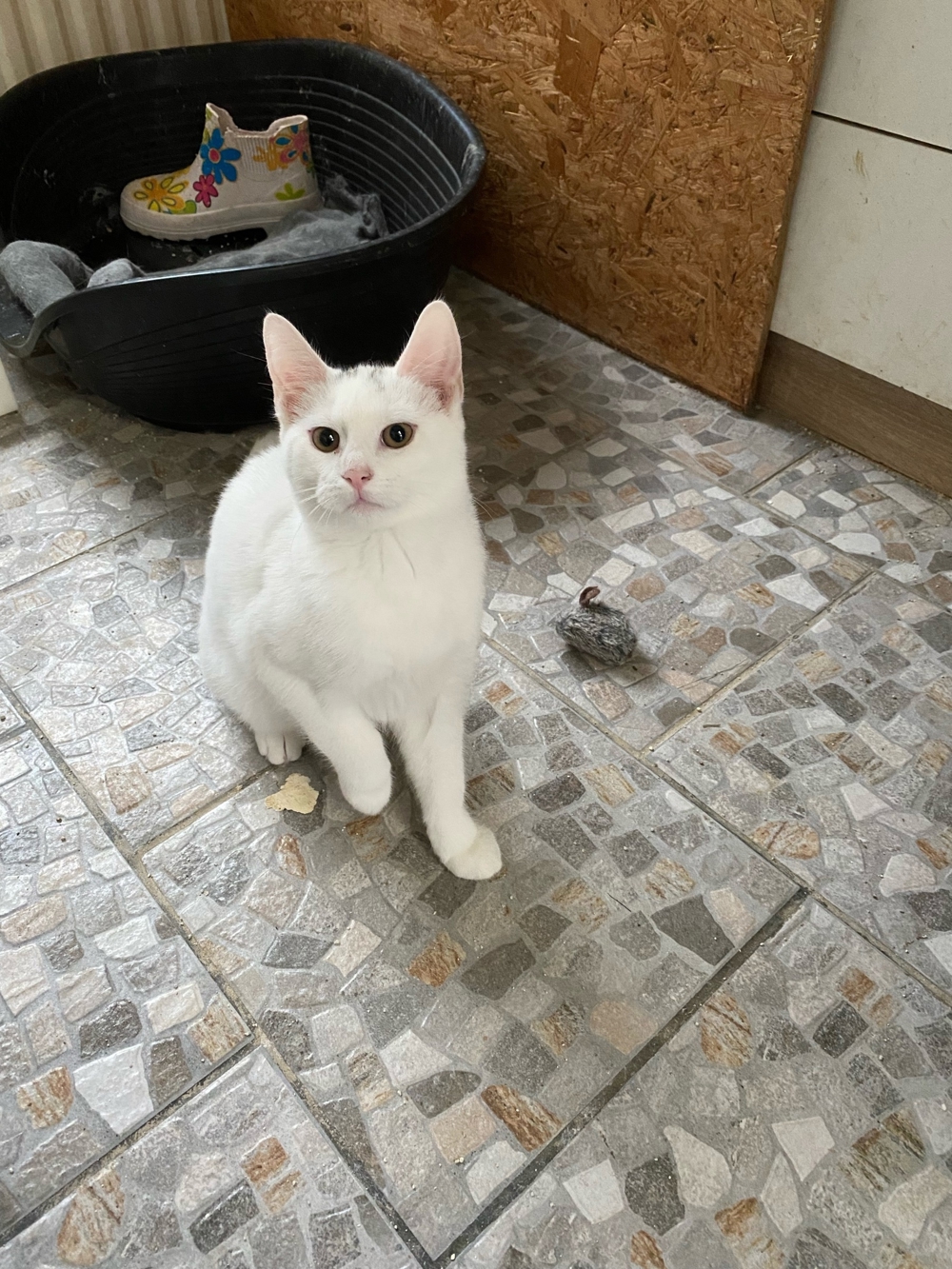 1kleine weißen Kätzchen suchen ein neues zu Hause