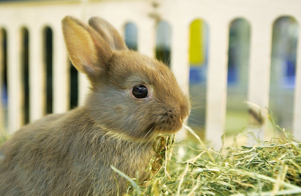 Hochwertiges Heu verschiedene Sorten, Spitzenqualität für Kaninchen