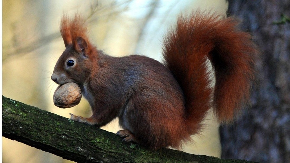 Nüsschen für Eichhörnchen zur Winterfütterung abzugeben