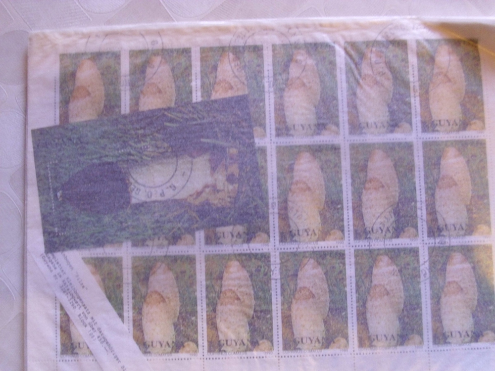 Guyana Kleinbogensatz Pilze