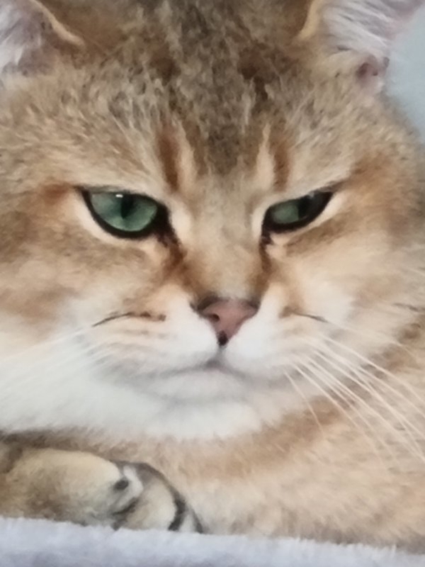 BKH Deckkater Pascha(Nicht zu verkaufen)