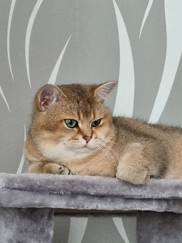 BKH DECKKATER Pascha(NICHT ZU VERKAUFEN)