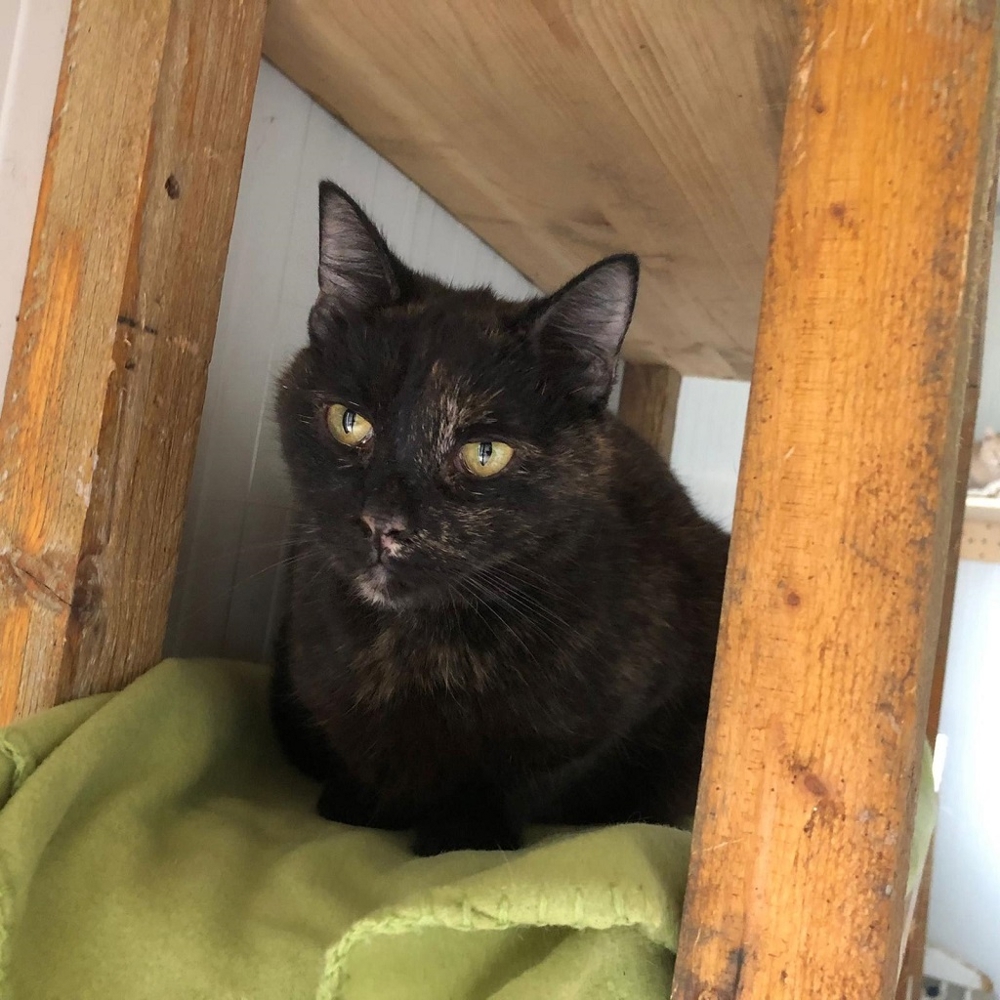 Amelie geb. 2019 sucht liebevolles Zuhause