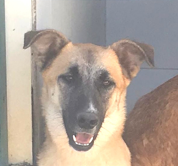 MIRA sucht verständnisvolles Zuhause