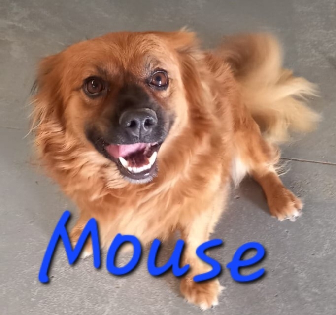 Der Mouse