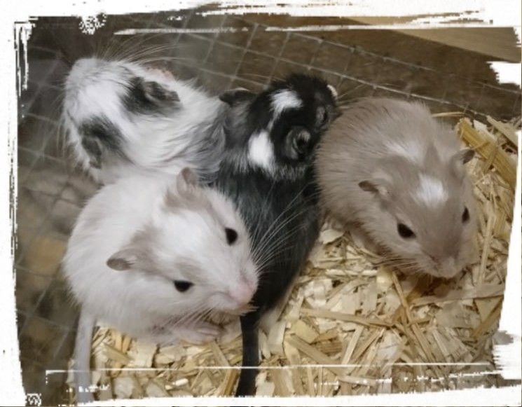 Junge, zahme Rennmäuse, Gerbil Kinder suchen ein Zuhause