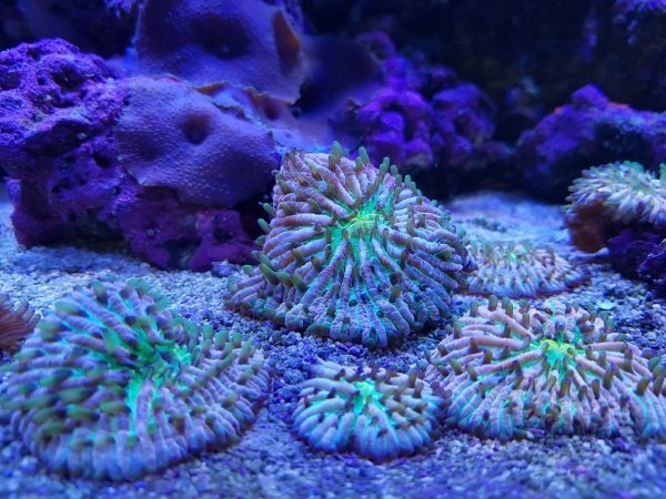 Fungia Tricolor Rainbow Korallen Meerwasser