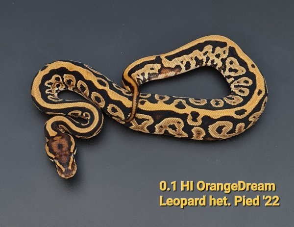 Königspython 0.1 HI OrangeDream Leopard het. Pied