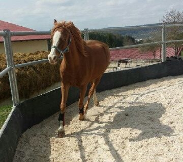 Biete Reitbeteiligung