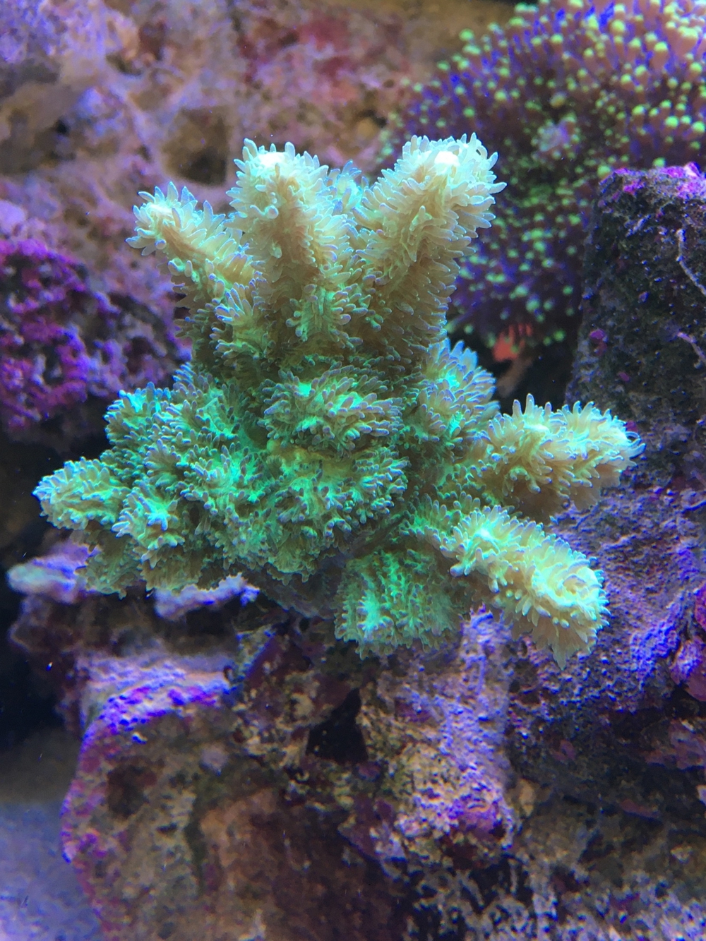 LPS neon Ultra Hydnophora Koralle meerwasser Aquarium