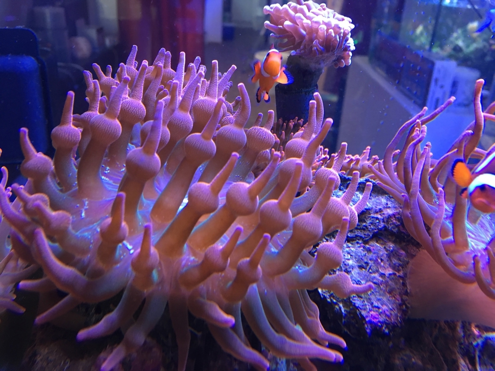 Anemone Koralle Entacmaea quadricolor Meerwasser Sunburst