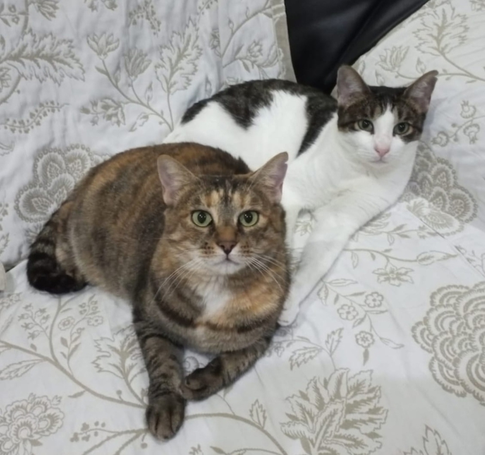 liebe Katzen Maroneta und Blanquita suchen nach Schicksalsschlag ein Zuhause mit Garten