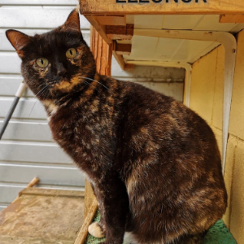 Schildpatt Katze Eleonor sucht ein tolles Zuhause