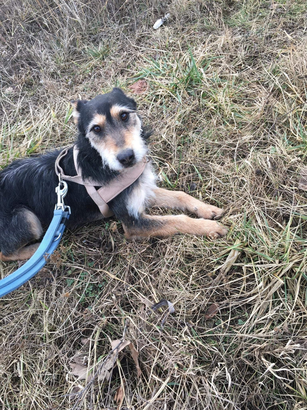 Zserbo lebt in ungarischem Tierheim und sucht sein Zuhause