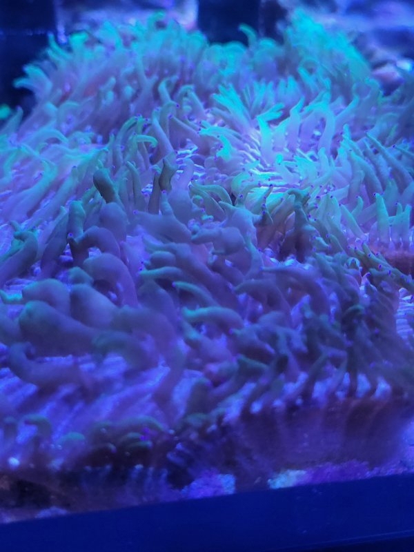 Fungia Rainbow Tricolor Lps Sps Meerwasser Korallenableger Korallen