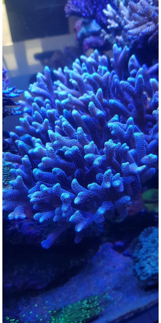 seriatopora lila Ableger korallen acropora sps Meerwasser