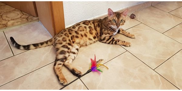 Reinrassiger Bengal Deckkater mit Stammbaum