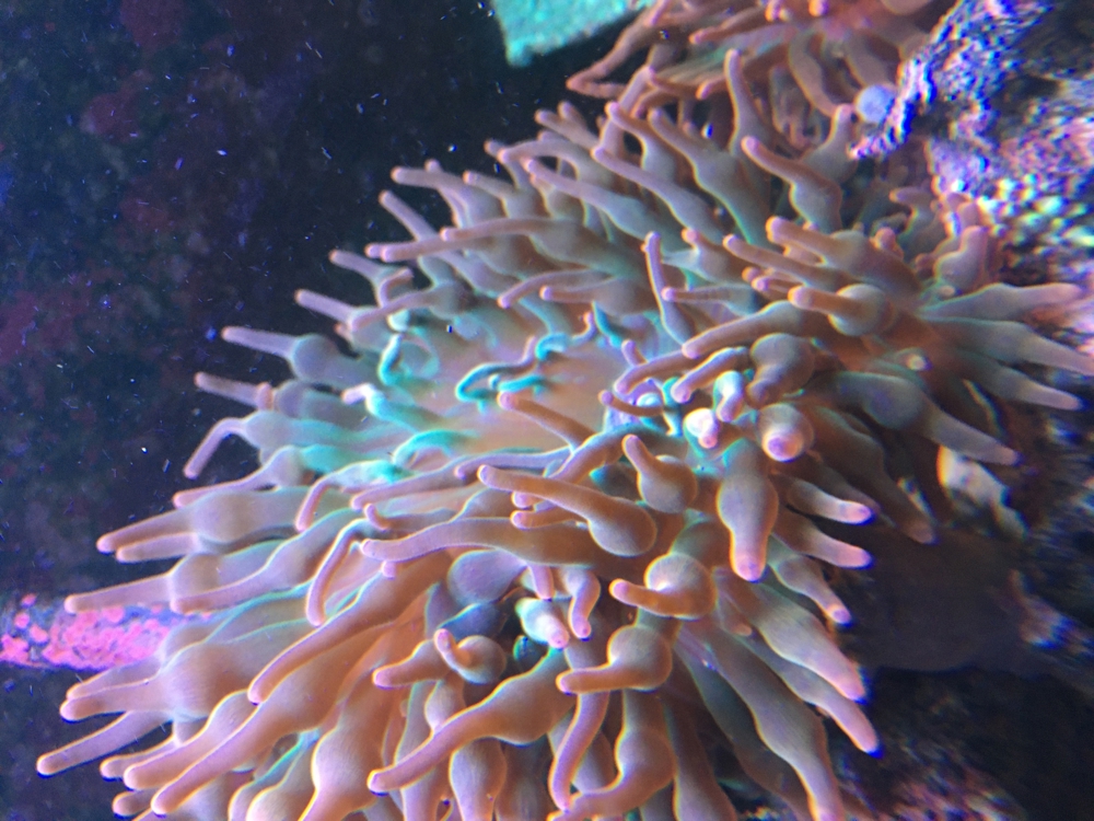 Korallen Anemone Sunburst Entacmaea quadricolor Meerwasser Aquarium