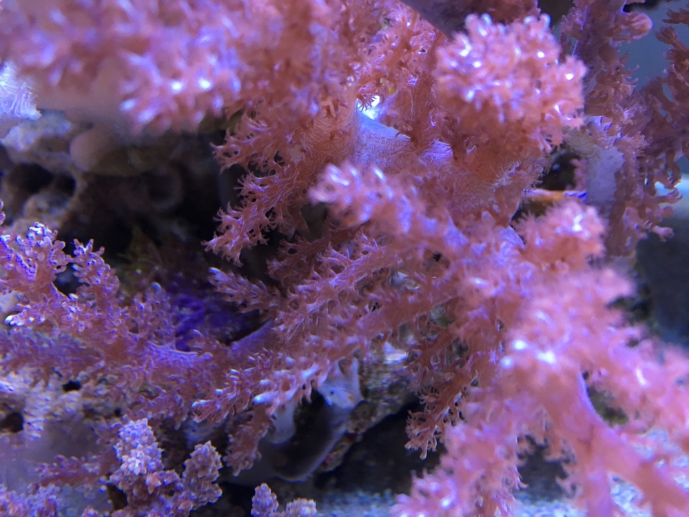 Koralle Lemnalia Weichkorallen Meerwasser Aquarium