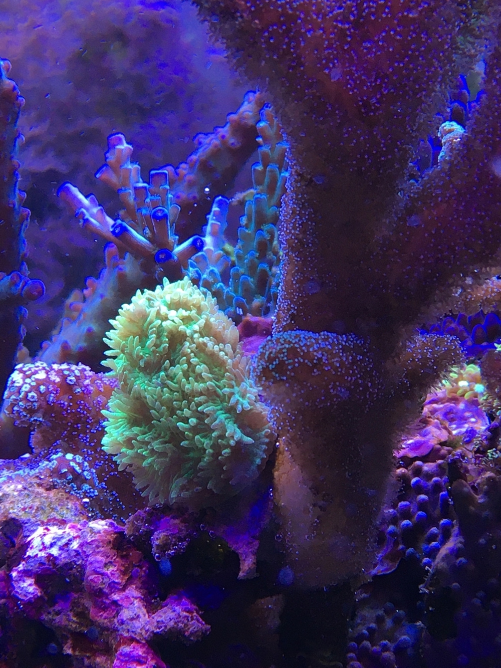 Koralle Hydnophora neon ultra Ableger Meerwasser Aquarium