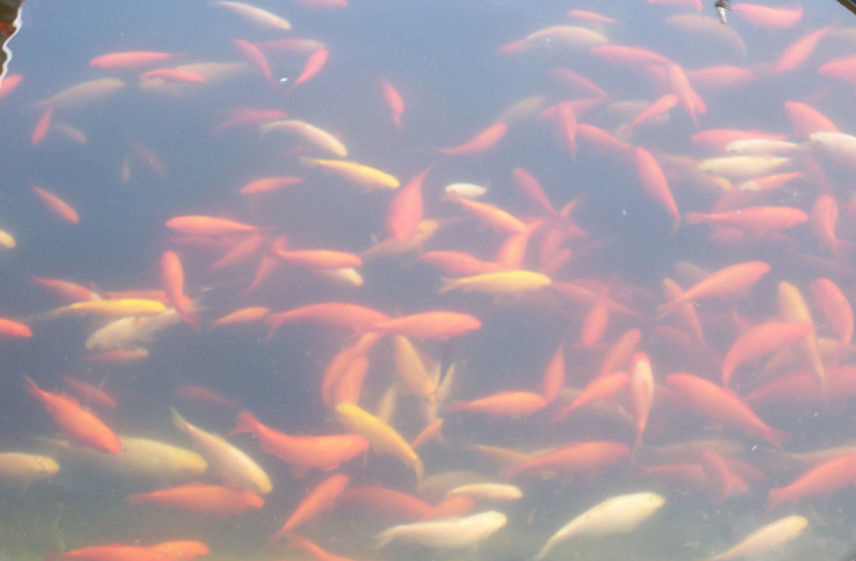 Junge Goldfische Teichfische Gartenteich Goldfisch