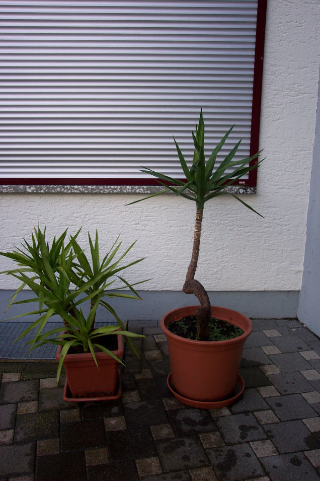 Yucca Palme mit Topf und Untersetzer Höhe ca. 90 cm + 140 cm